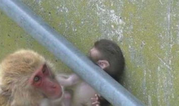 小猴子视频,欢乐时光，趣味无限