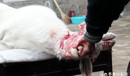 杀羊视频,揭秘杀羊现场的真实过程